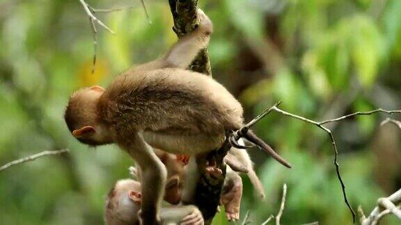 小猴子生活在泰国Khaoyai国家公园的天然林里