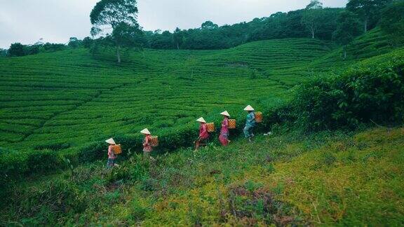 一群茶园农民种完茶叶正沿着茶山往家走