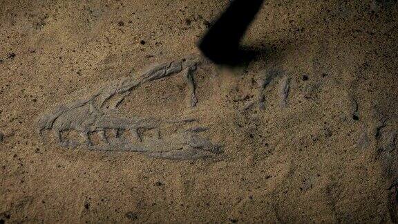 沙漠中出土的侏罗纪猛禽化石骨架