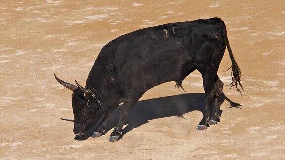 在法国东南部的Camargue一项运动参加者试图抓住一只被命名为cocardier的公牛的前额和角上的获奖特征LesSaintesMariesdelaMer