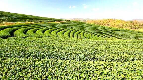 在泰国高地种植绿茶
