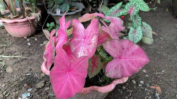 水溢出或溅到植物上双色Caladium粉红色和绿色叶子或佛罗里达甜心