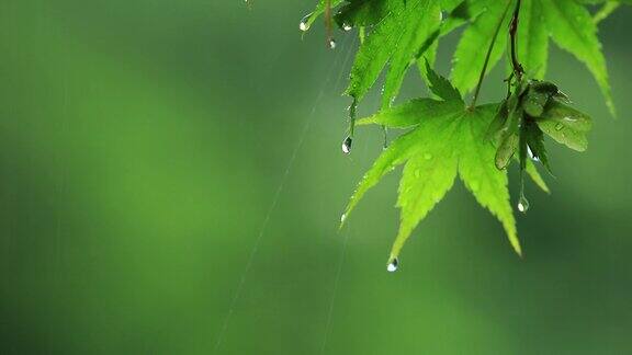 雨滴落在枫叶上在日本