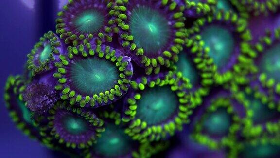 绿色珊瑚超微距拍摄
