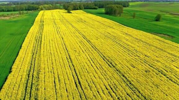波兰春天金黄色的油菜地航拍