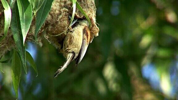 欧洲山雀在树上筑巢喂养雏鸟