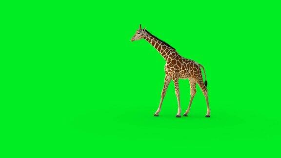 一个绿色屏幕上行走的3D长颈鹿