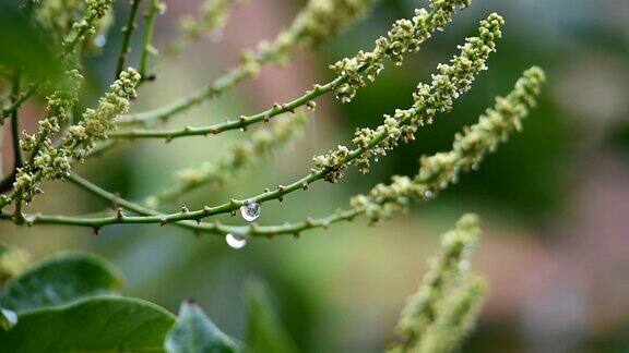 雨水悬挂在植物上