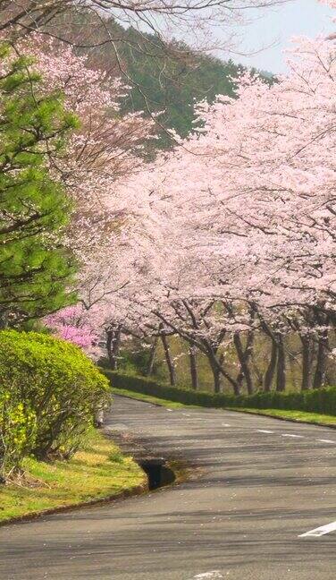 樱桃树和道路樱花拱门