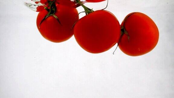 四个成熟的西红柿漂浮在水面上白色的背景