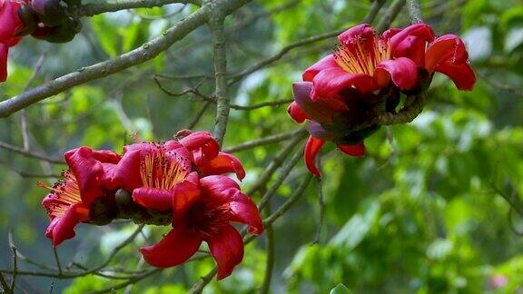 美丽的火红艳丽的花朵盛开在石木或红棉树的枝条上红色的花朵映衬着绿色的树叶