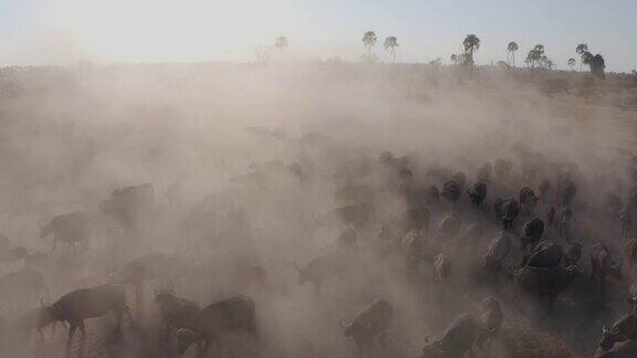 近距离后方鸟瞰图的游客在一个4x4越野车观看一大群水牛放牧在奥卡万戈三角洲博茨瓦纳