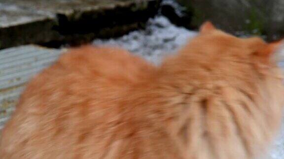 一只黄色眼睛的橘猫