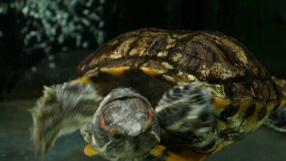 海洋动物康复中心的两栖龟绿海龟特写