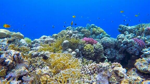 海洋珊瑚礁中大量的鱼类