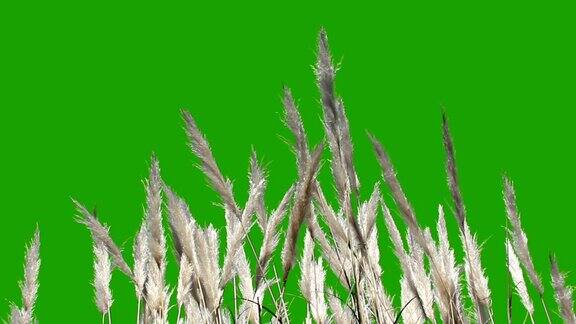 羽状植物-绿色屏风