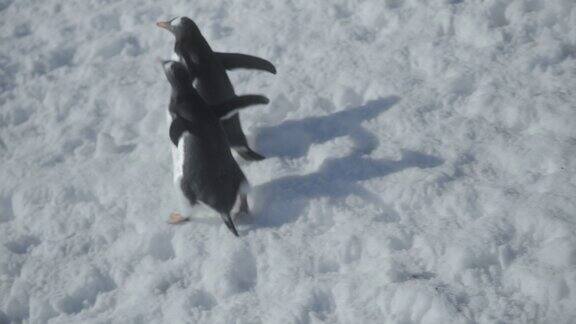 南极洲巴布亚企鹅在雪中行走