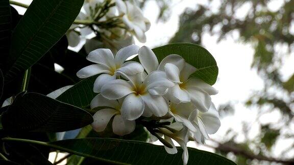 白色的花朵plumeria