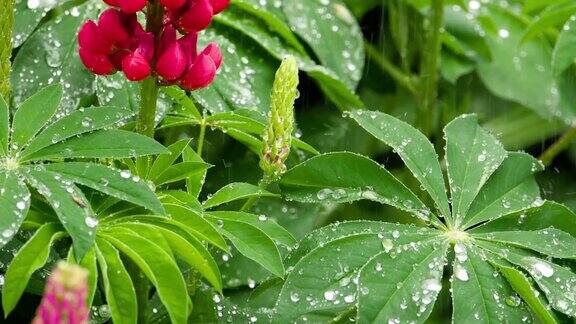 羽扇豆花和叶子上有雨滴