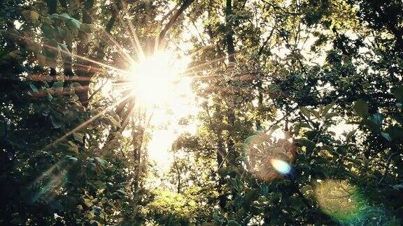 金色的阳光透过树叶照耀着