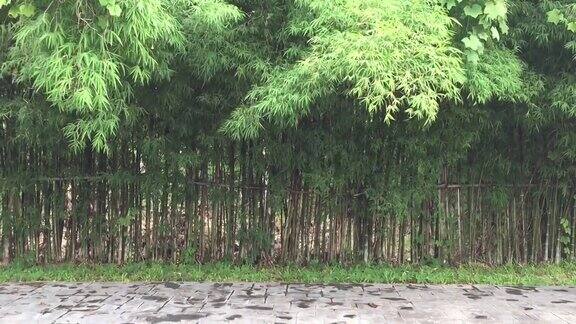 竹树篱笆