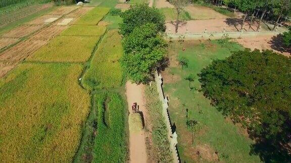 无人机拍摄:倾斜的两轮拖拉机载着沉重的稻草穿过稻田