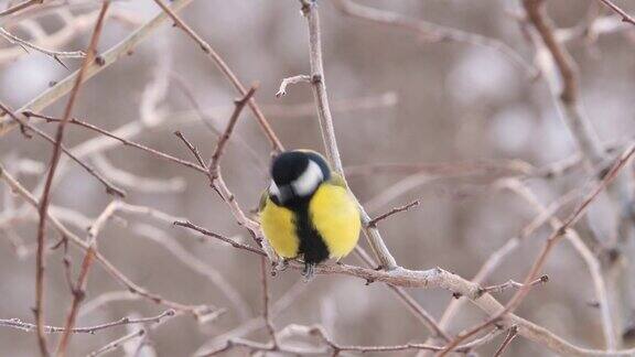 冬黄鸟栖息在树枝上小山雀和霜冻