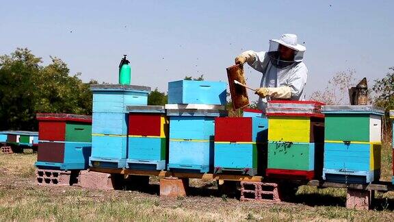 养蜂人、养蜂人正在收获蜂蜜佳酿
