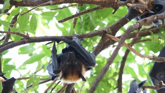 野生挂在树上的蝙蝠(狐蝠)