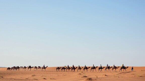 骆驼商队在撒哈拉沙漠夕阳和蓝天背景摩洛哥游客在沙丘上骑骆驼在沙漠中护送骆驼的主人