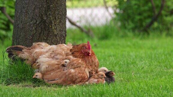母鸡坐在草地上的小鸡身上