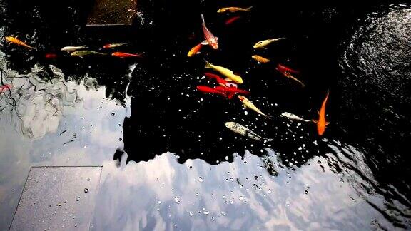 池塘里有红色和黄色的鱼