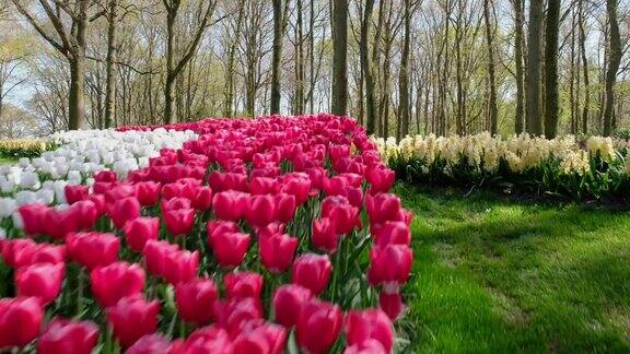 荷兰公园的郁金香