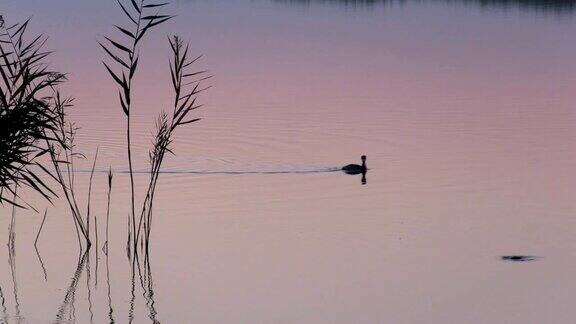 鸟在夕阳的水面上游动梦幻般的风景