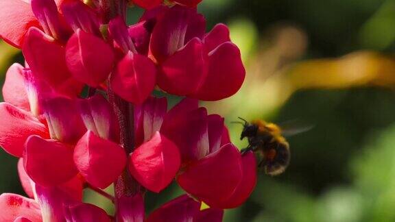 大黄蜂在红羽扇豆花上
