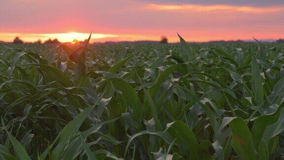日出时一片绿色的玉米在风中摇曳