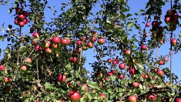 夏天的苹果树在花园里与红苹果