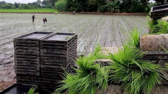 种植在农民水稻农场的小秧苗已经准备好了