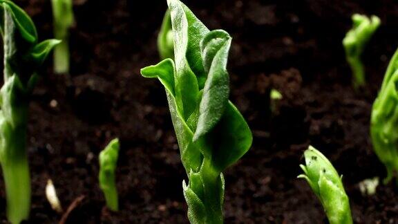 生长植物的时间延迟豌豆芽的萌发