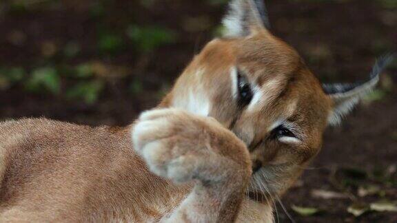 在南非舔爪子的野猫-生活在自然界的动物概念-特写镜头