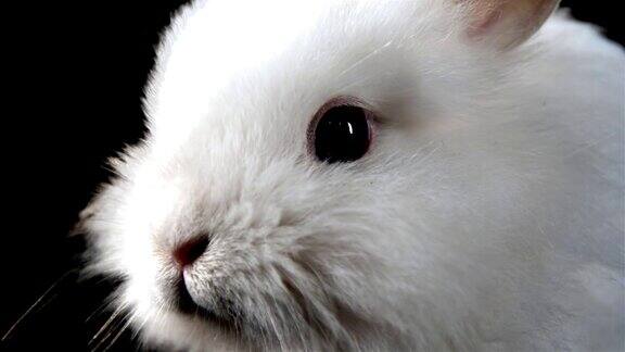可爱的兔子嗅着空气近距离射杀