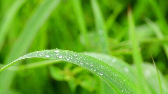 雨滴落在绿色的草地上