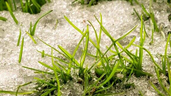春天时光流逝冰雪融化绿草如茵草甸在阳光明媚的日子里生长