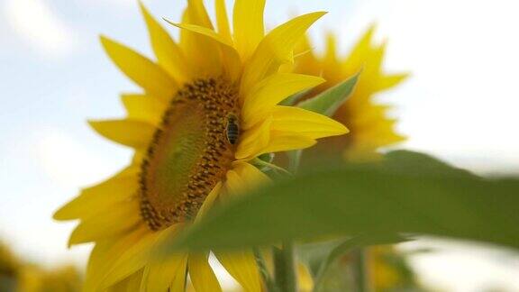 日落时一只蜜蜂坐在向日葵上采集花粉