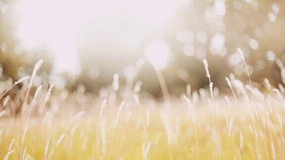 柔软的梦幻白色草羽毛在风与温暖的夏天阳光的光柔软和清新的自然在秋天一个春天或夏天的季节背景