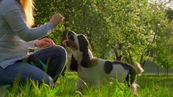 这位妇女正在对她的黑白英国可卡犬发号施令