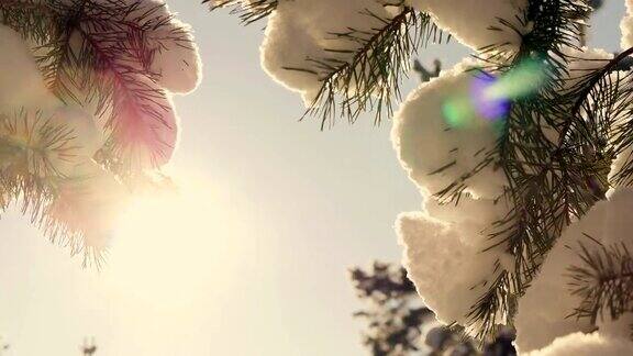 冬日的阳光穿过白雪覆盖的冷杉树枝