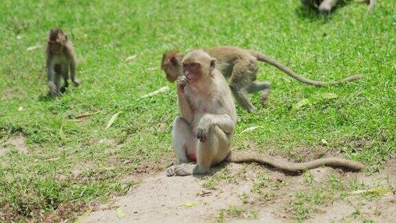 4K电影慢动作野生动物自然镜头的猕猴吃从近距离在猴镇华富里泰国一个晴朗的日子