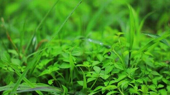 雨滴落在草地上