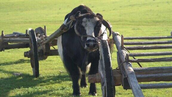传统的Tumbrel和黑牦牛在农村草地
